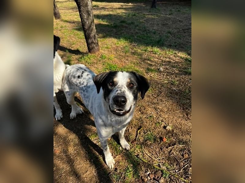Adam, verspielt, verschmust und ein echter Traumhund