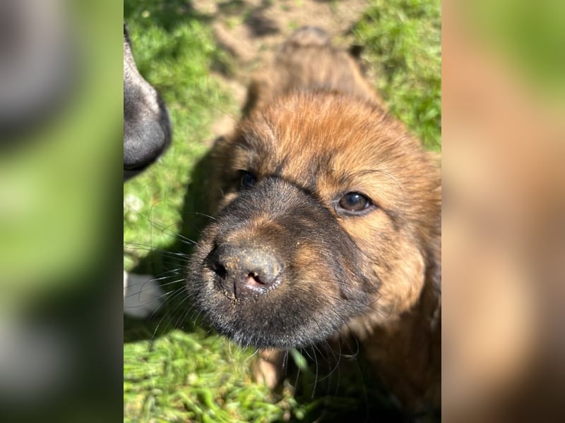 Chewbacca - kleiner Bär wartet auch dich