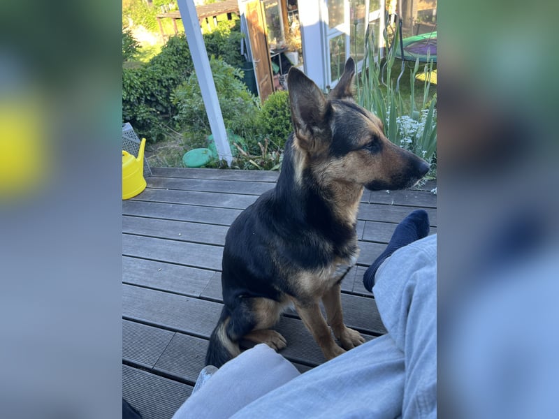 Ausgemusterte Blindenführhund Schäferhund, Mix