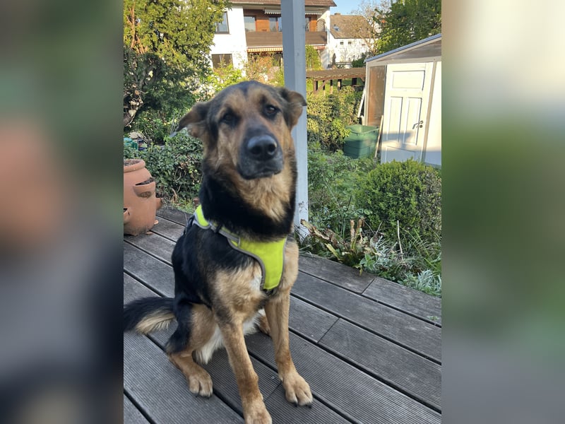 Ausgemusterte Blindenführhund Schäferhund, Mix