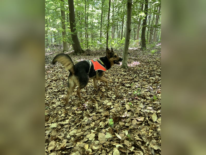 Ausgemusterte Blindenführhund Schäferhund, Mix