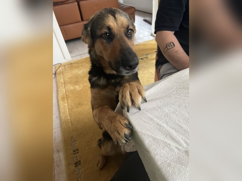 Ausgemusterte Blindenführhund Schäferhund, Mix