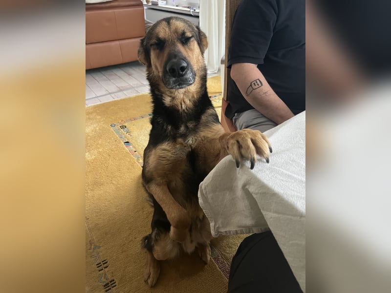 Ausgemusterte Blindenführhund Schäferhund, Mix