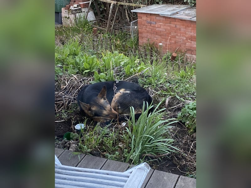 Ausgemusterte Blindenführhund Schäferhund, Mix