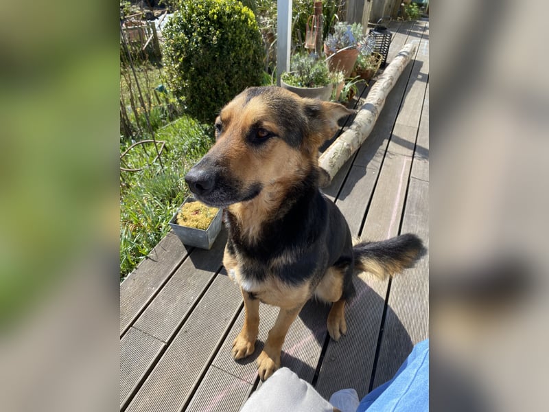 Ausgemusterte Blindenführhund Schäferhund, Mix