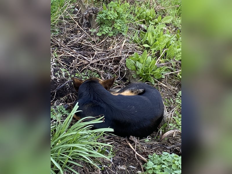Ausgemusterte Blindenführhund Schäferhund, Mix