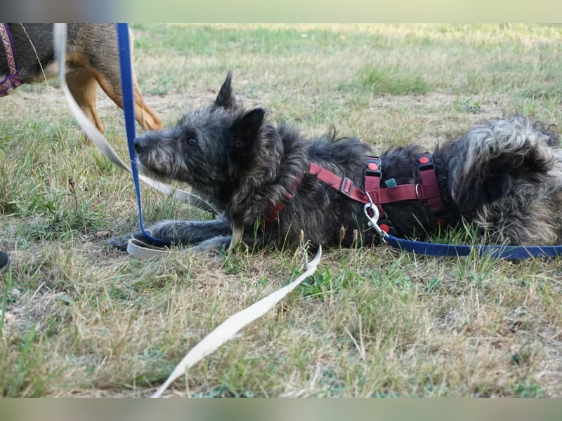 Hänno - hat Traumhundpotenzial