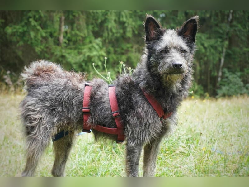 Hänno - hat Traumhundpotenzial