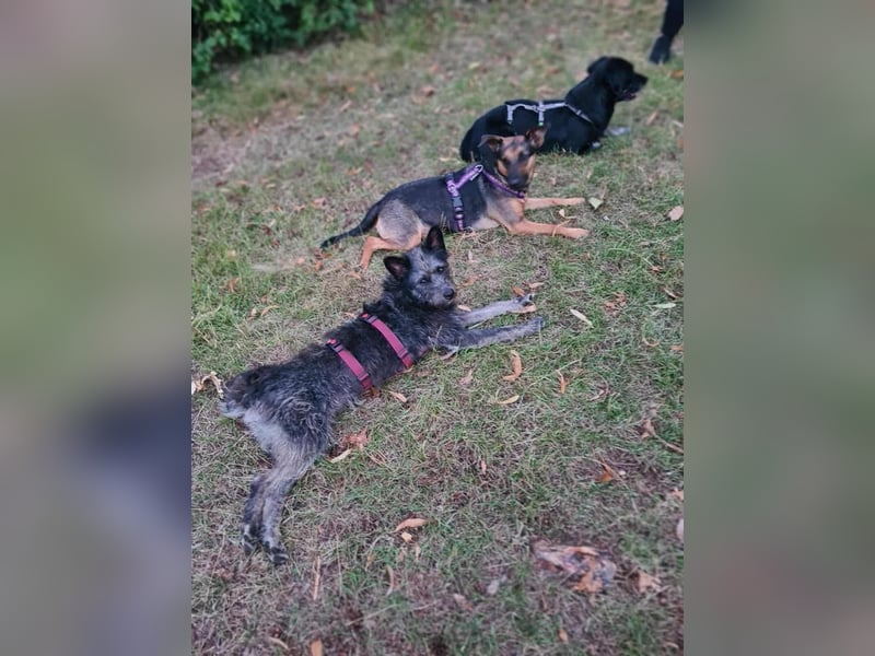 Hänno - hat Traumhundpotenzial