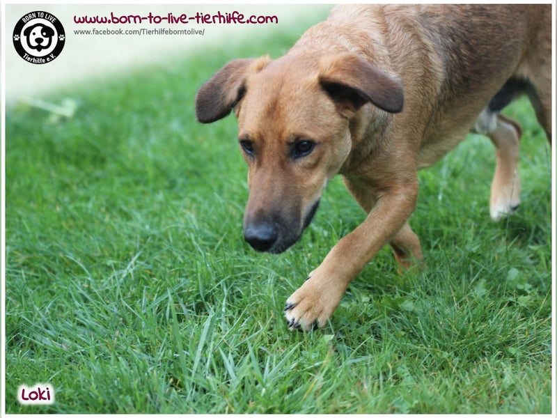 Toller Loki und sucht ein Zuhause