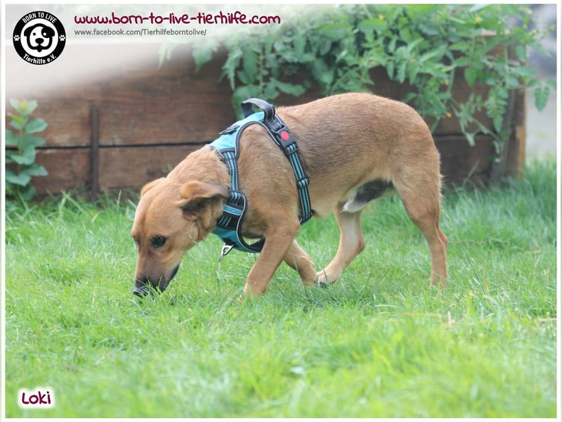 Toller Loki und sucht ein Zuhause