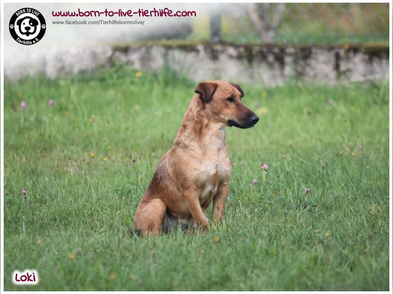 Toller Loki und sucht ein Zuhause