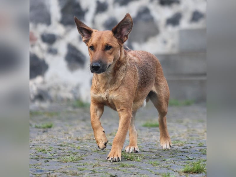 Toller Loki und sucht ein Zuhause