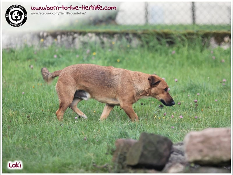Toller Loki und sucht ein Zuhause