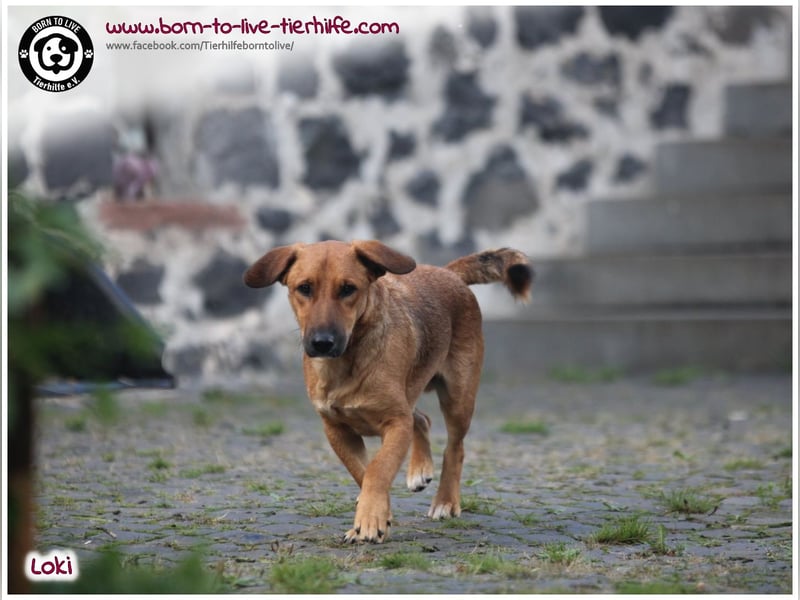 Toller Loki und sucht ein Zuhause
