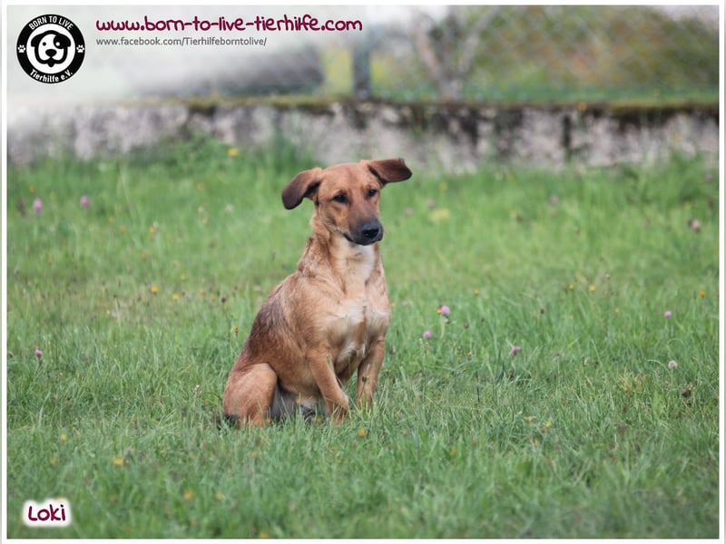 Toller Loki und sucht ein Zuhause