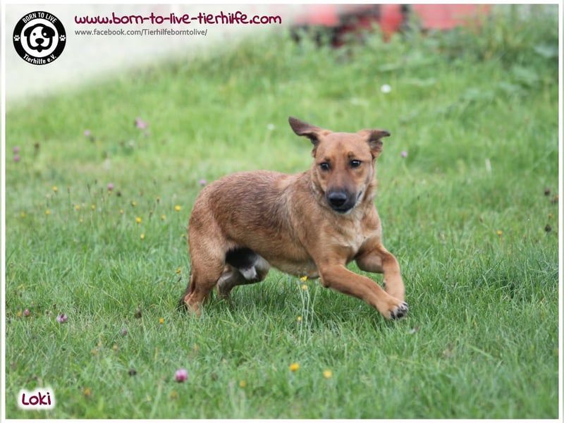 Toller Loki und sucht ein Zuhause