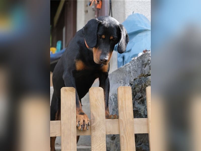 Woodie