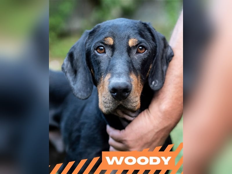 Woodie