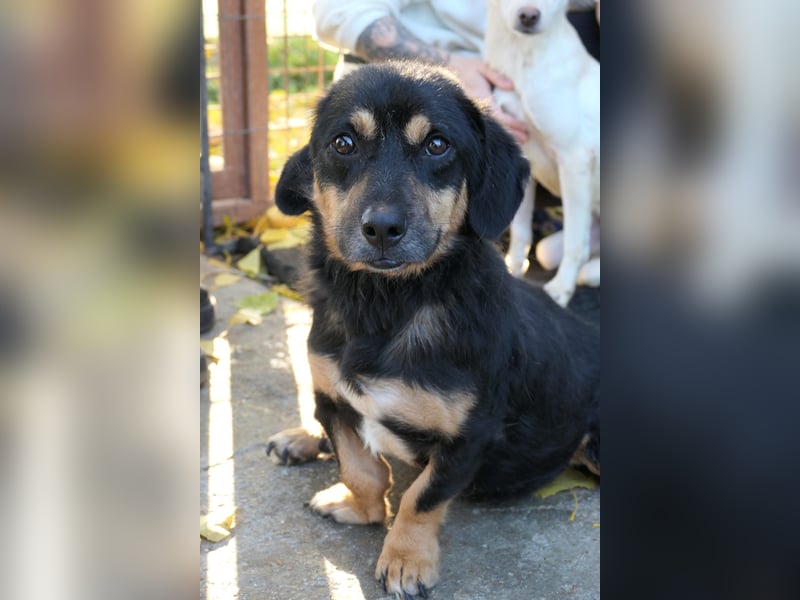Benny - Rollihund sucht Zuhause