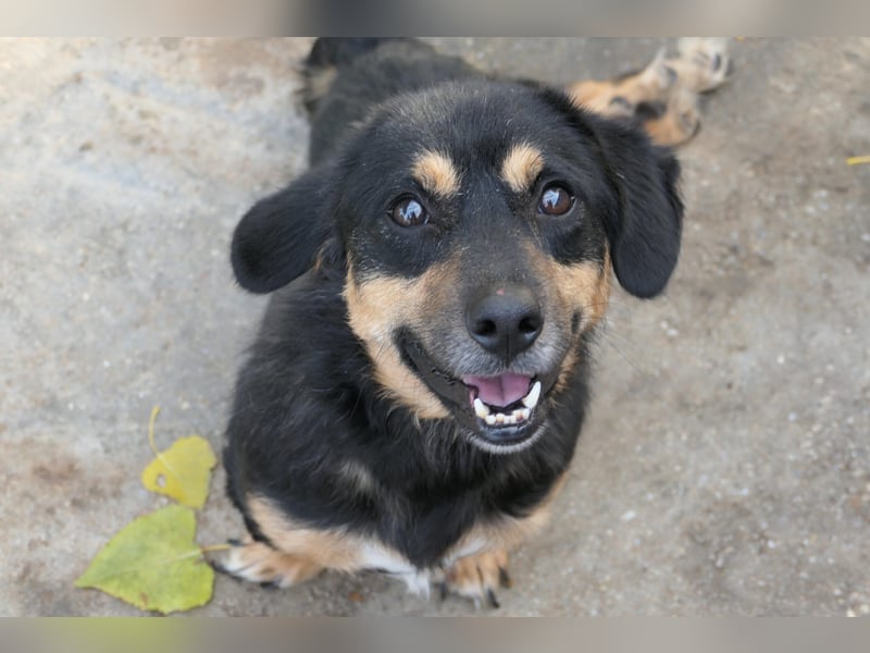 Benny - Rollihund sucht Zuhause