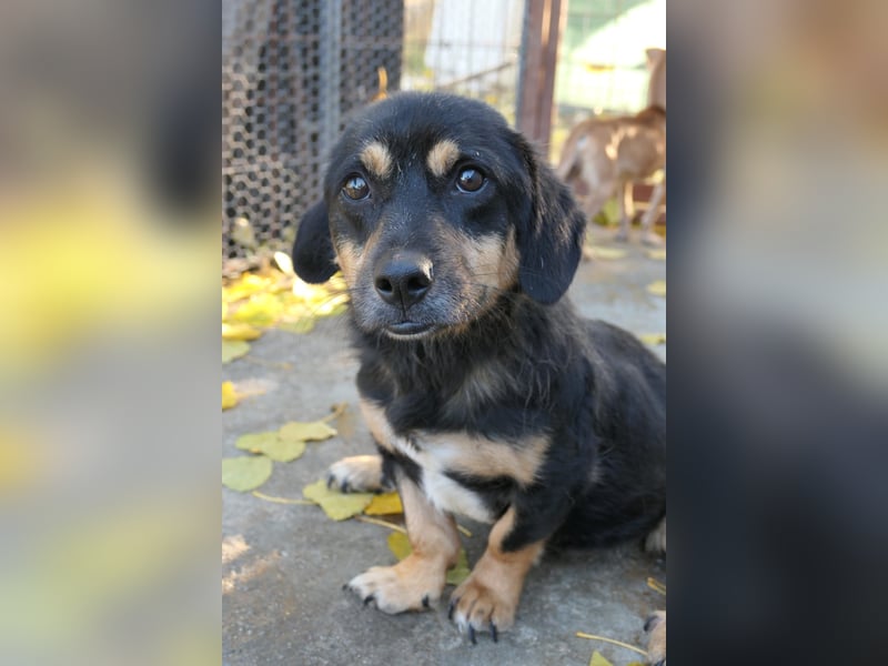 Benny - Rollihund sucht Zuhause