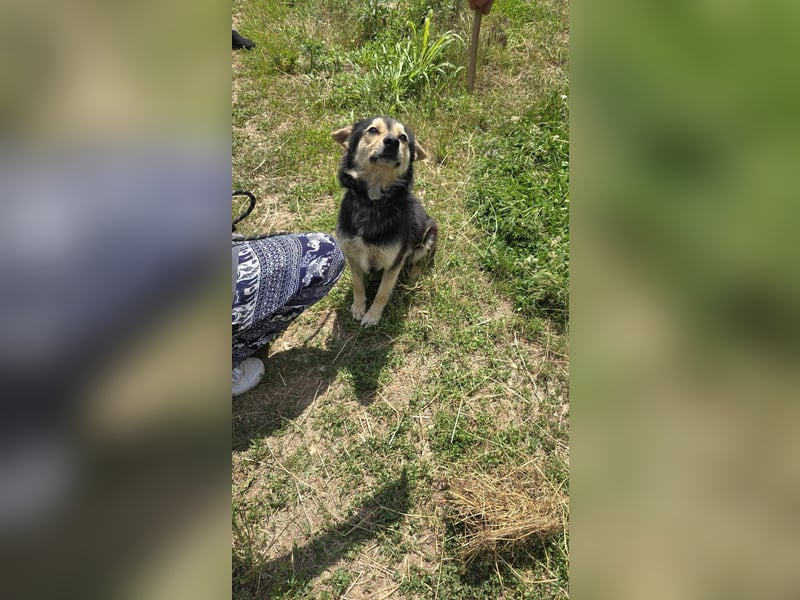 Bruno ca 3 Jahre ca 40 cm