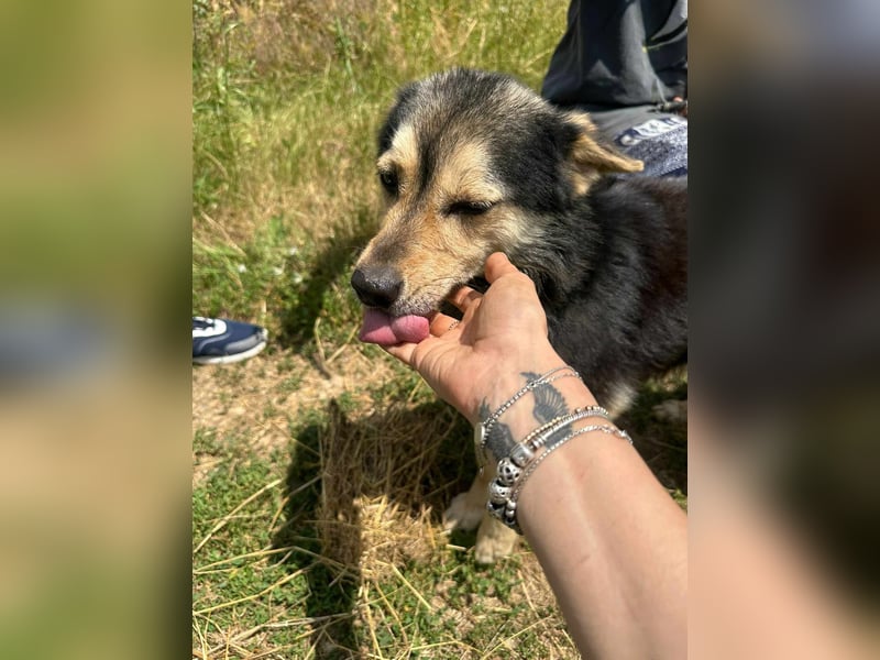 Bruno ca 3 Jahre ca 40 cm