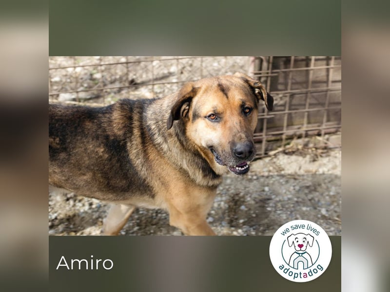 Amiro – Raus aus dem Zwinger