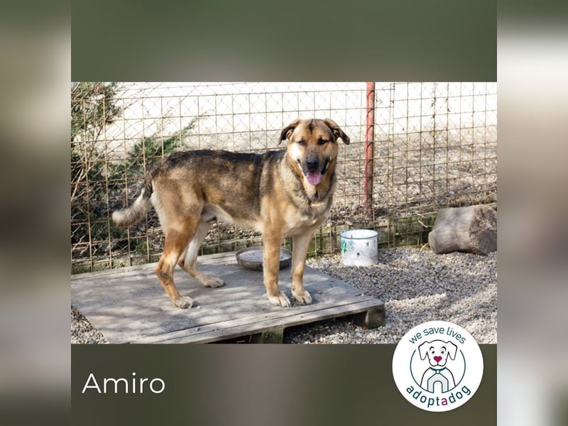 Amiro – Raus aus dem Zwinger
