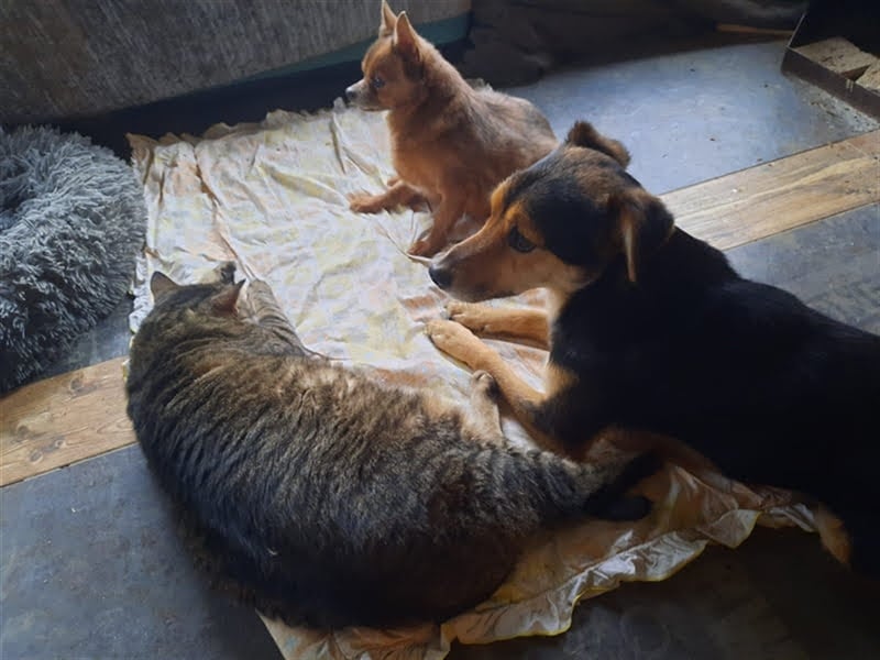Roby sucht ein Zuhause oder Pflegestelle