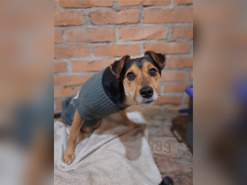Roby sucht ein Zuhause oder Pflegestelle