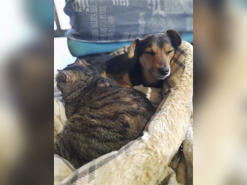 Roby sucht ein Zuhause oder Pflegestelle