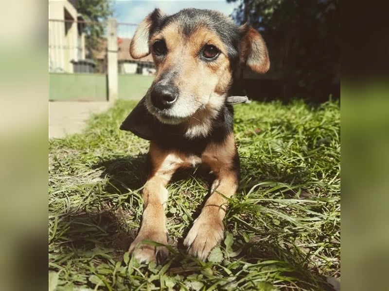 Roby sucht ein Zuhause oder Pflegestelle