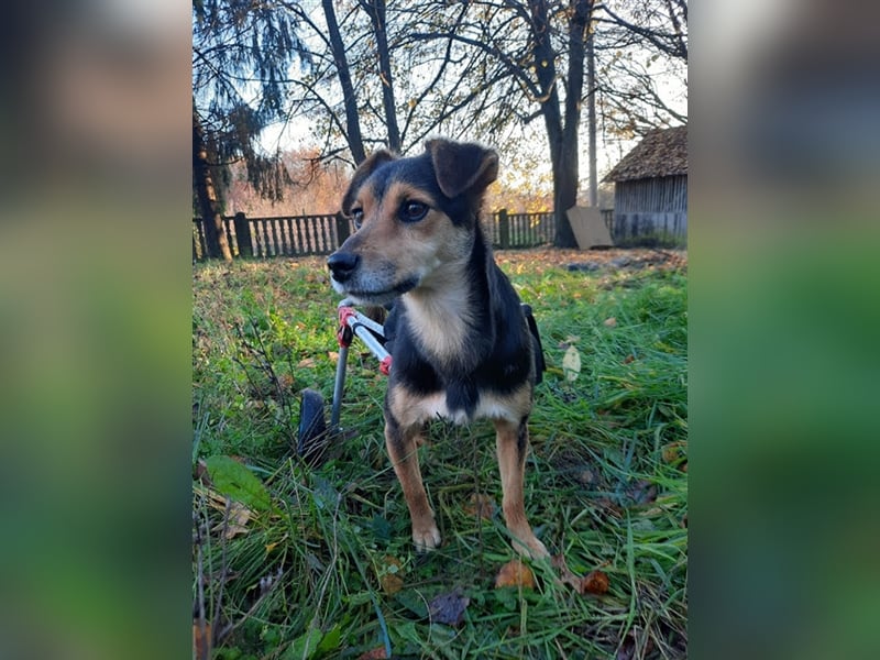Roby sucht ein Zuhause oder Pflegestelle