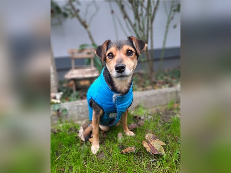 Roby sucht ein Zuhause oder Pflegestelle