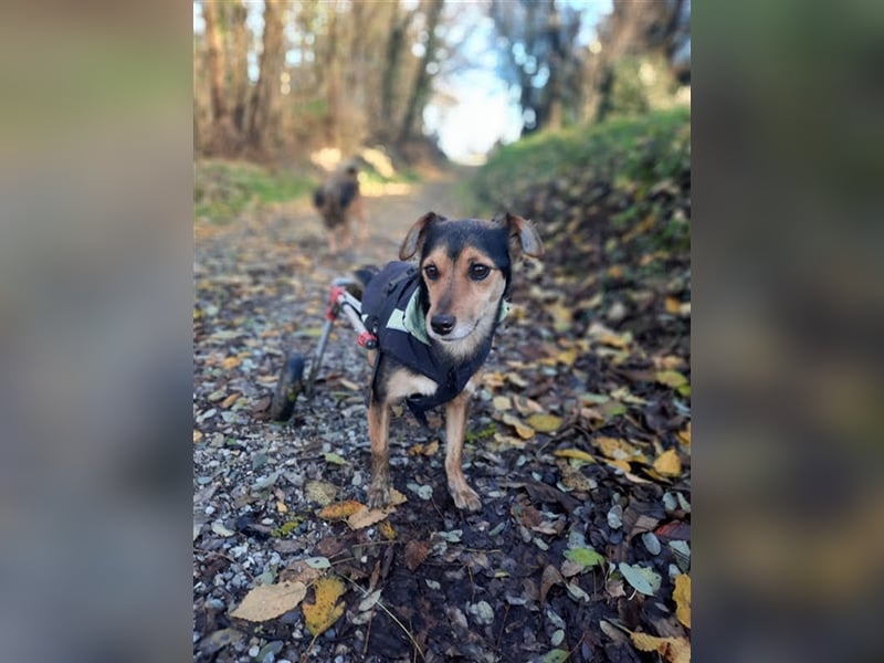Roby sucht ein Zuhause oder Pflegestelle