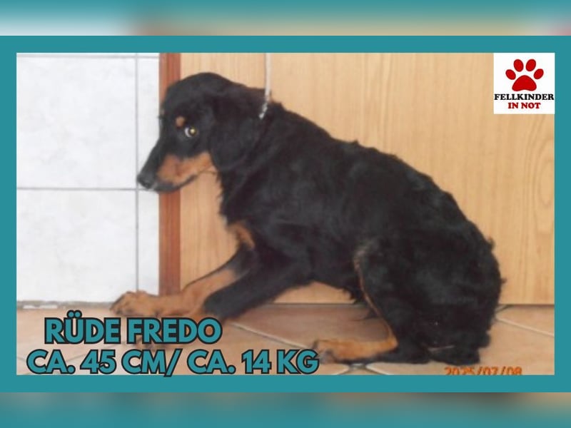 Mischlingsrüde Fredo
