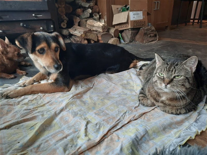 Roby sucht ein Zuhause oder Pflegestelle