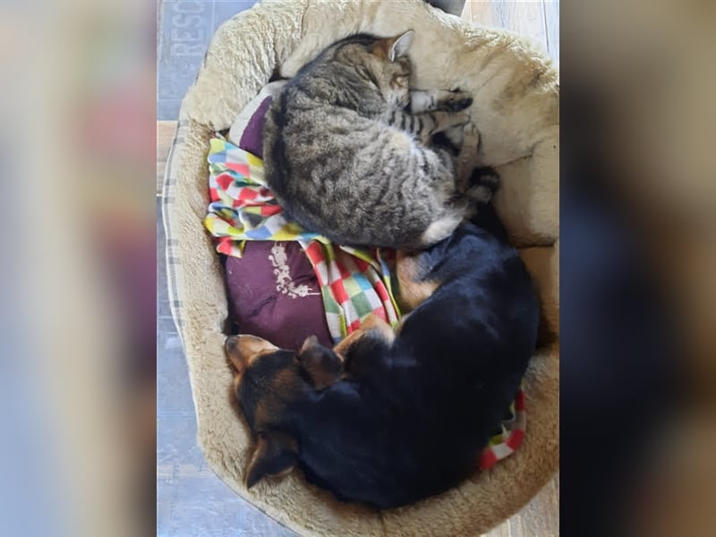 Roby sucht ein Zuhause oder Pflegestelle