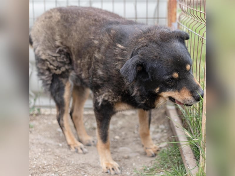 Goliat - gemütlicher, netter Hundeopi