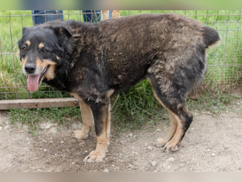 Goliat - gemütlicher, netter Hundeopi