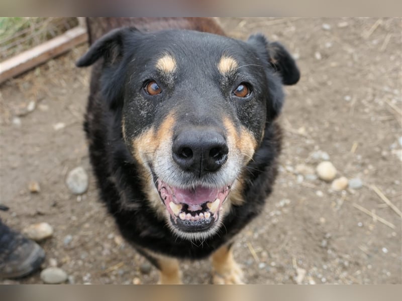 Goliat - gemütlicher, netter Hundeopi