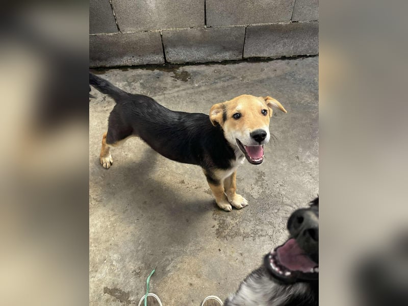 Lenny sucht sein Traumkörbchen
