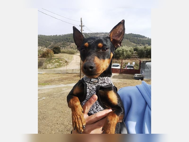 Murphy (TO) Fröhlicher verspielter kleiner Schatz