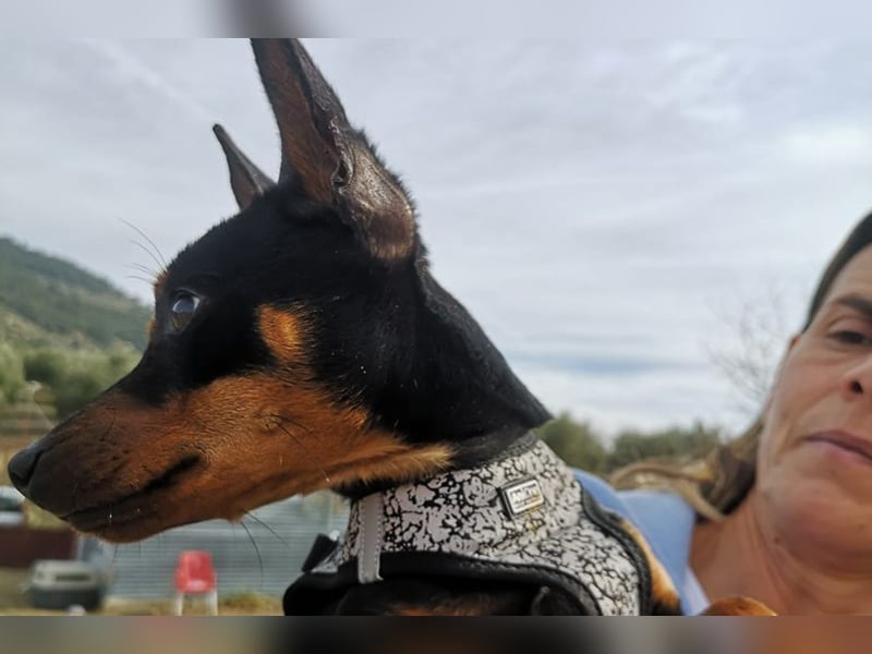 Murphy (TO) Fröhlicher verspielter kleiner Schatz