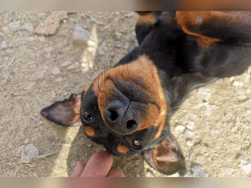 Murphy (TO) Fröhlicher verspielter kleiner Schatz