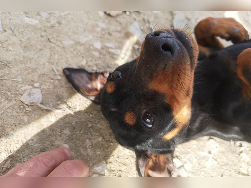 Murphy (TO) Fröhlicher verspielter kleiner Schatz