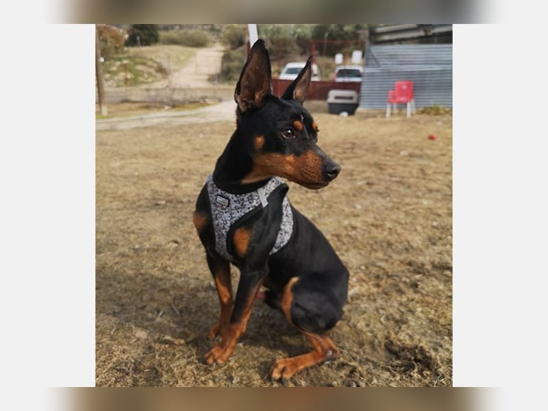 Murphy (TO) Fröhlicher verspielter kleiner Schatz