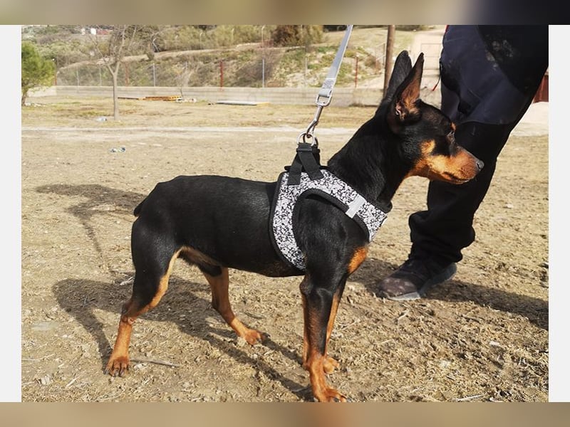 Murphy (TO) Fröhlicher verspielter kleiner Schatz